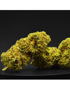 Lemon Haze CBD (Moyenne et Grande fleurs)